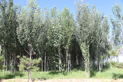 新疆杨基地